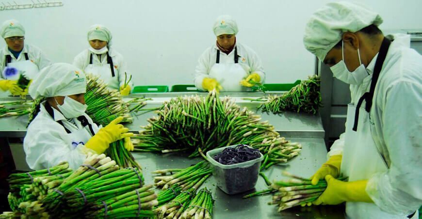 exportación de espárragos peruanos