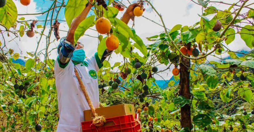 Exportan, por primera vez, granadilla a Canadá