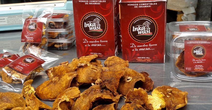Exportan hongos comestibles criados en bosques de pino