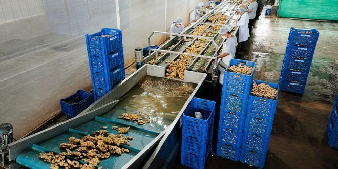 exportaciones de jengibre o kion peruano