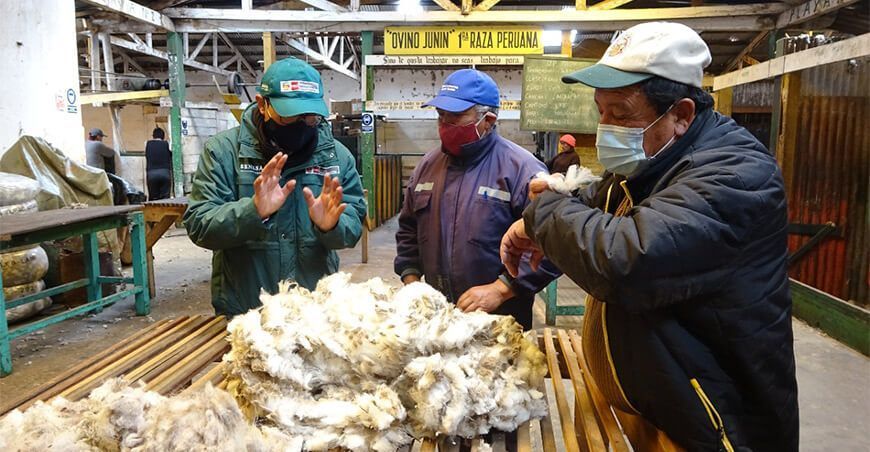 Empresas de Junín podrán exportar fibra de alpaca y lana de ovino