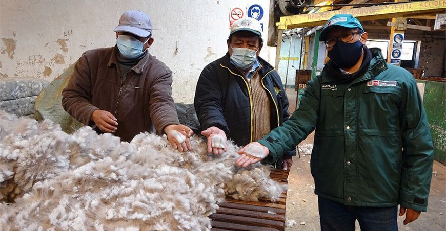 Empresas de Junín podrán exportar fibra de alpaca y lana de ovino