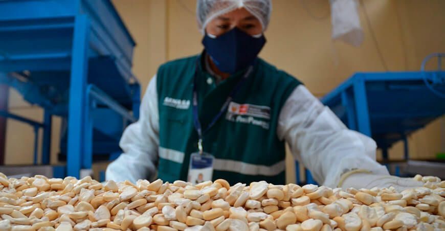 Maíz blanco gigante del Cusco se exportará por primera vez a Japón