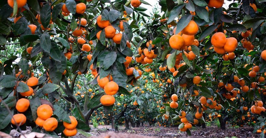 exportación de mandarinas peruanas