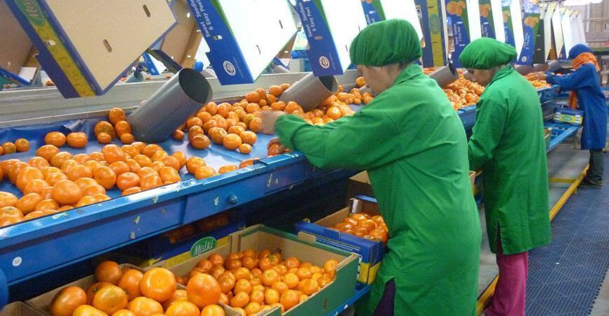 exportación de mandarina Perú