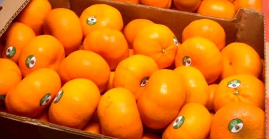 Exportación de mandarinas peruanas