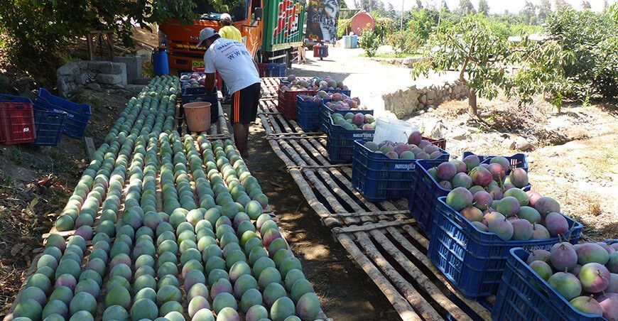 Exportación de mango Perú