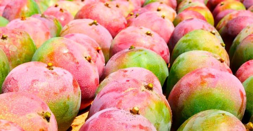 Exportación de mango