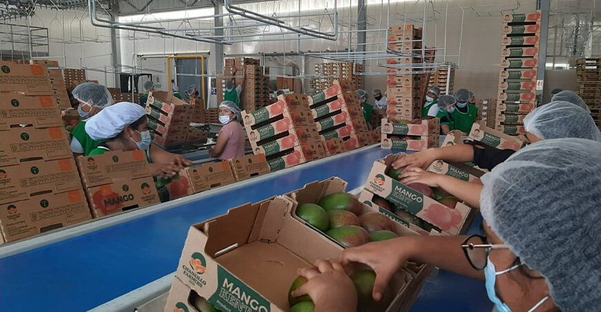 Exportación de mango Perú