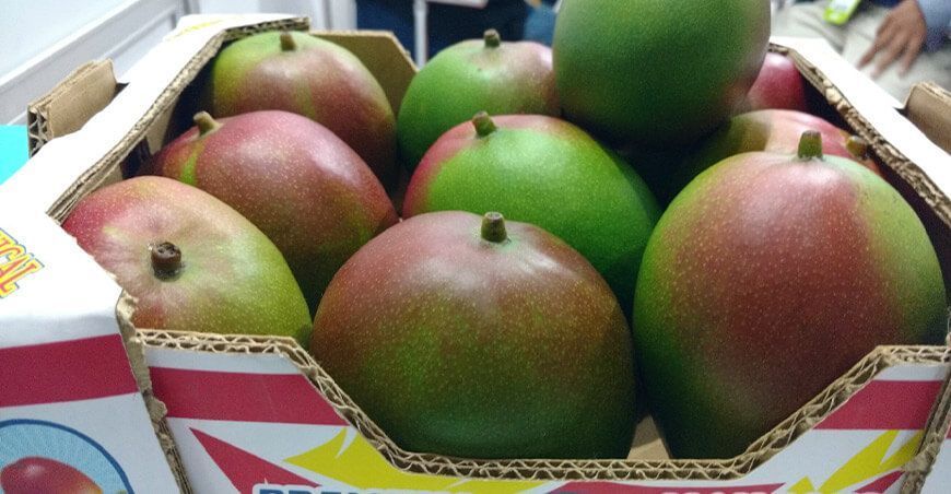 exportaciones de mango Perú