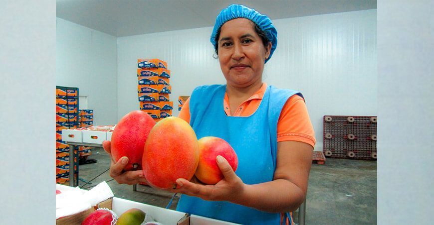 exportación de mango Perú