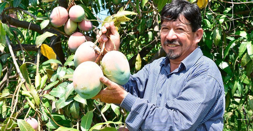 Exportación de mango peruano