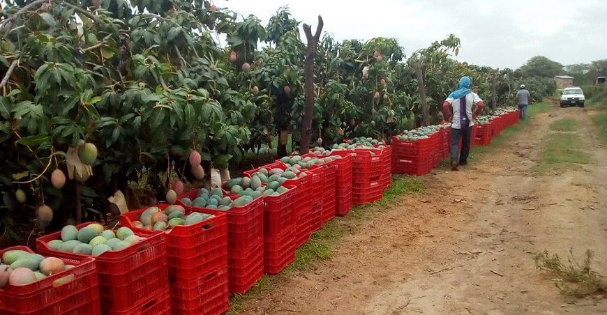 Exportación de mangos peruanos
