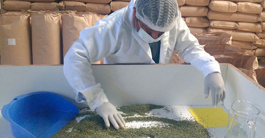 Exportación de orégano Perú