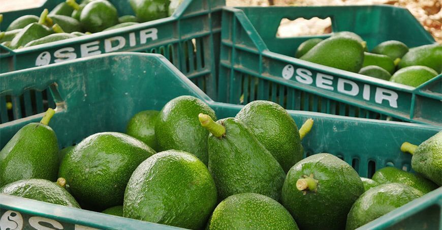 exportación de palta Áncash Perú