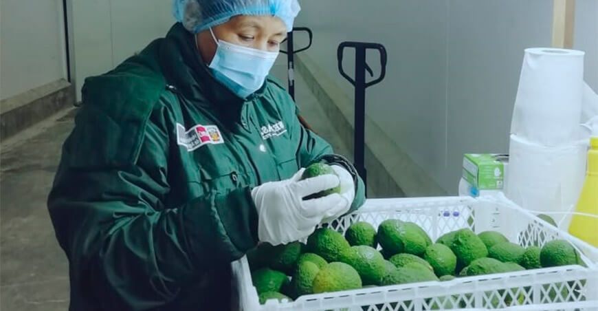 Exportación palta Hass Perú