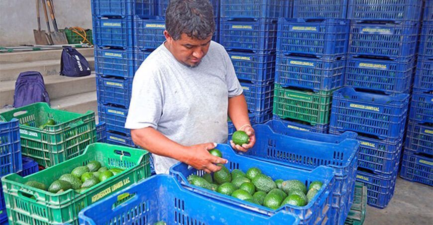 productores de Ancash exportan palta Hass Perú
