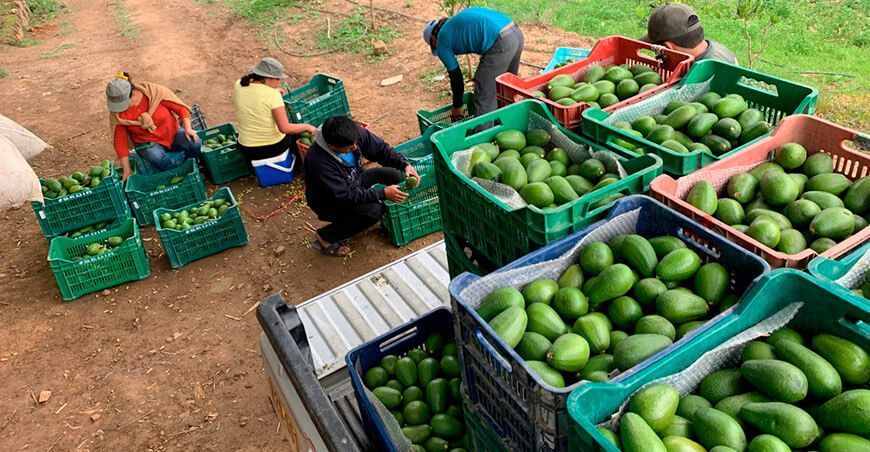 Áncash lidera exportaciones de palta orgánica