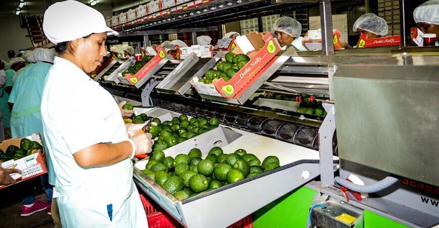 exportación de palta Perú