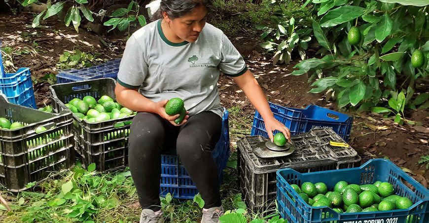 exportación de palta Perú