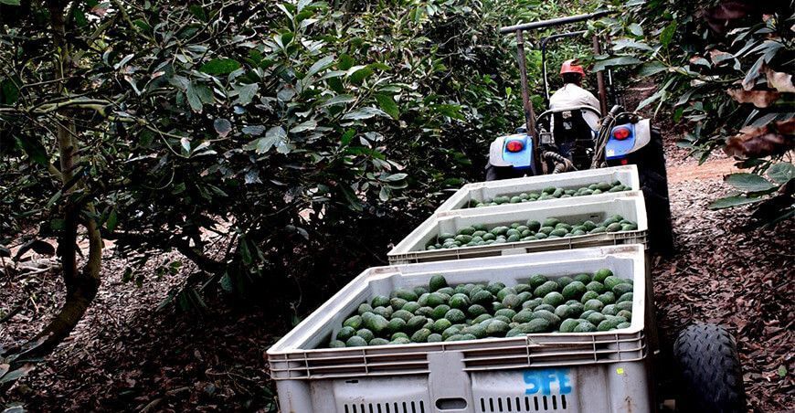 Exportación de palta Perú