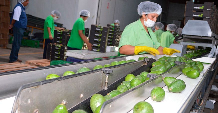 Exportación de palta peruana