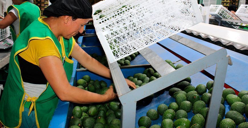 exportación palta Perú