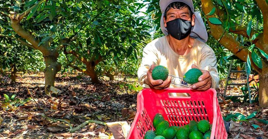 Pequeños productores de palta