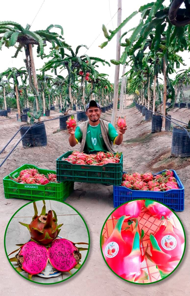Asociación de Productores Agropecuarios de Solecape Innovadores de Mochumí 