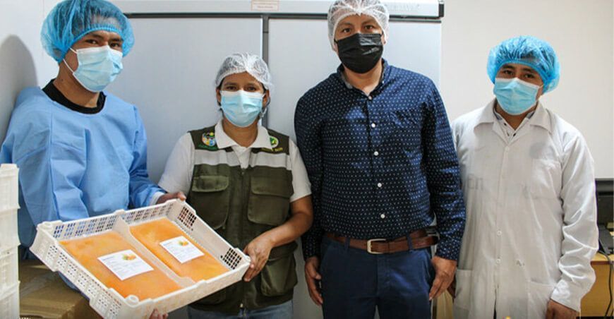 Huánuco: exportan pulpa congelada de aguaymanto a Suiza