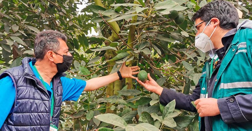 requisitos fitosanitarios para exportar semillas y yemas de palta