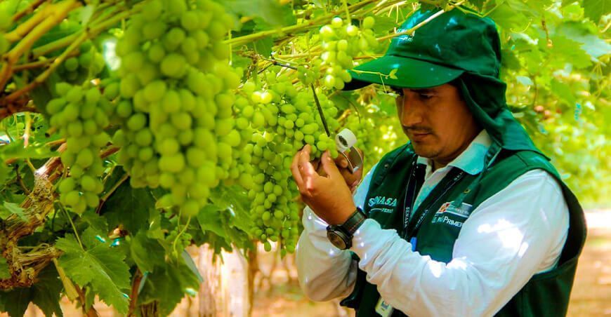 exportación de uva blanca certificación fitosanitaria Senasa Perú