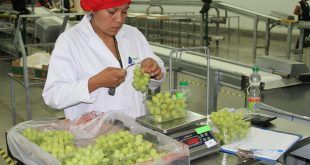 exportación de uva Perú