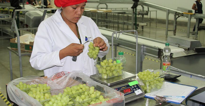 exportación de uva Perú