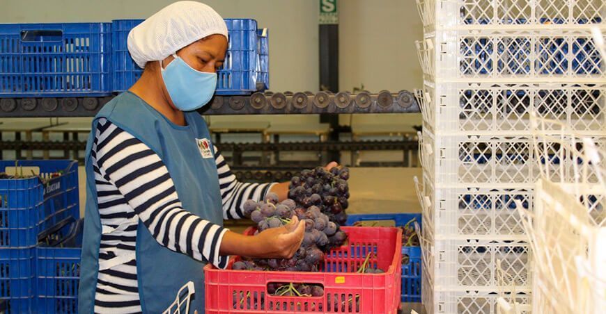 Productores de Moquegua exportan uva Red Globe