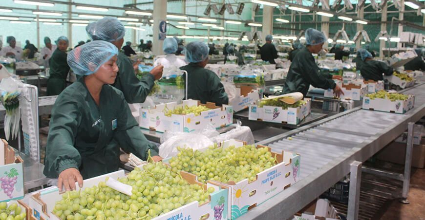 exportaciones de uva Perú