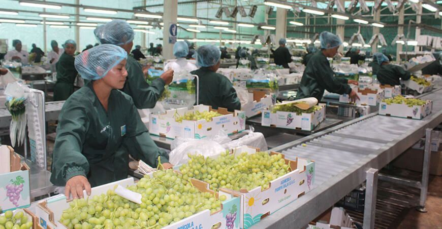 exportación de uva peruana