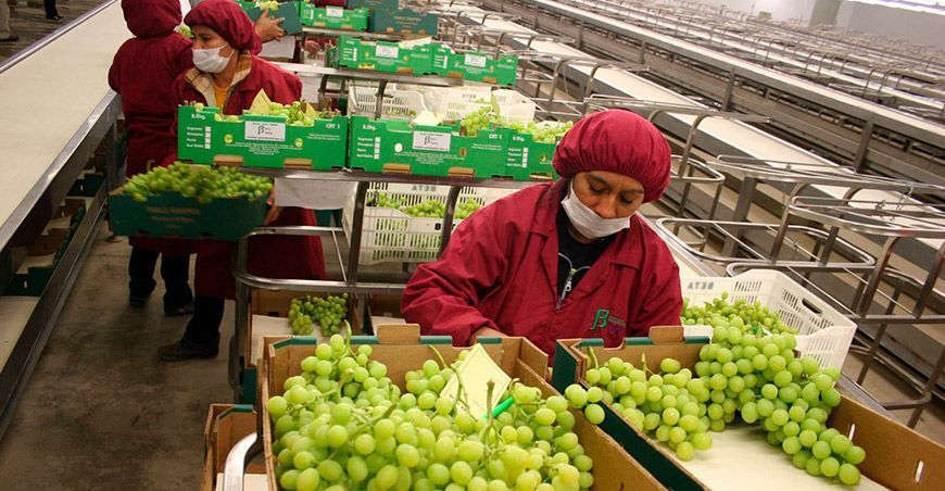 Exportaciones de uva de mesa
