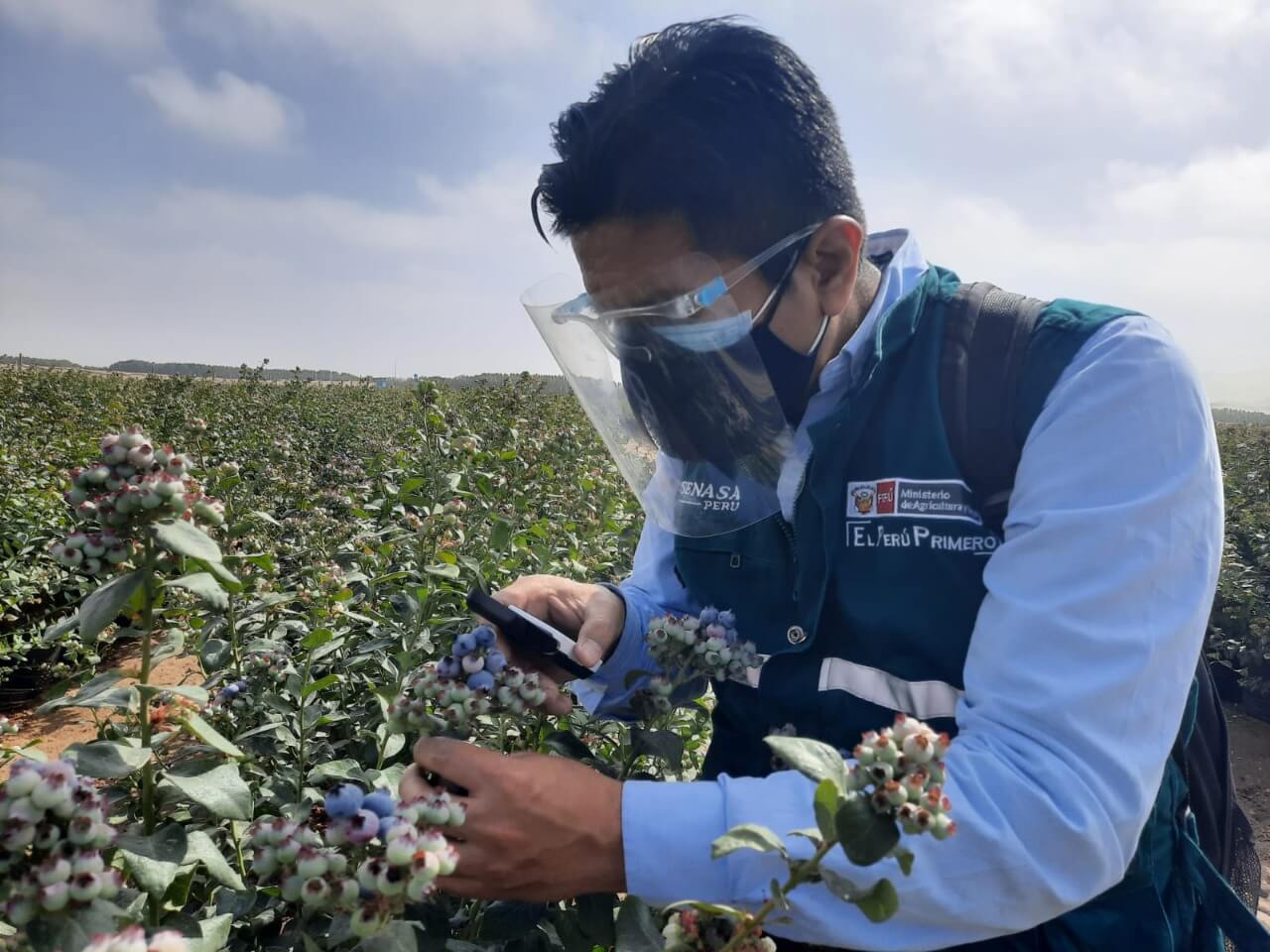 Perú se alista para exportar arándanos
