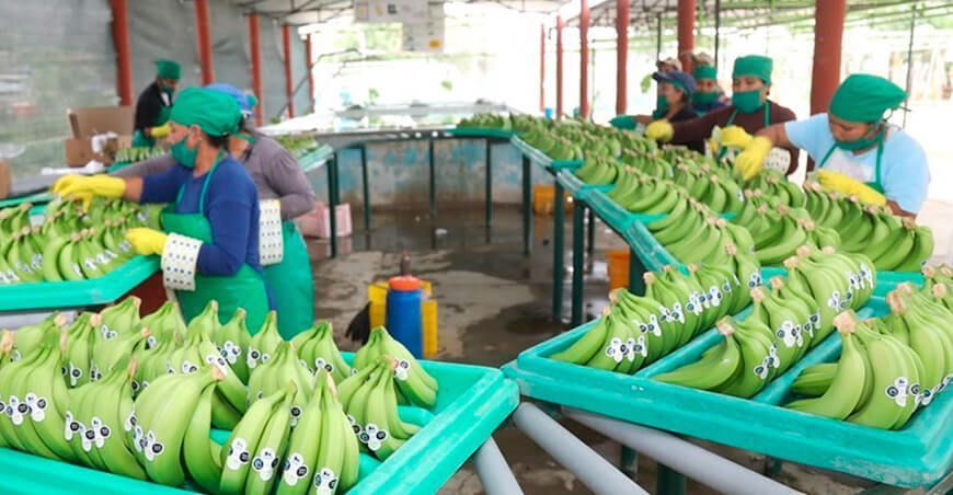Exportaciones de banano