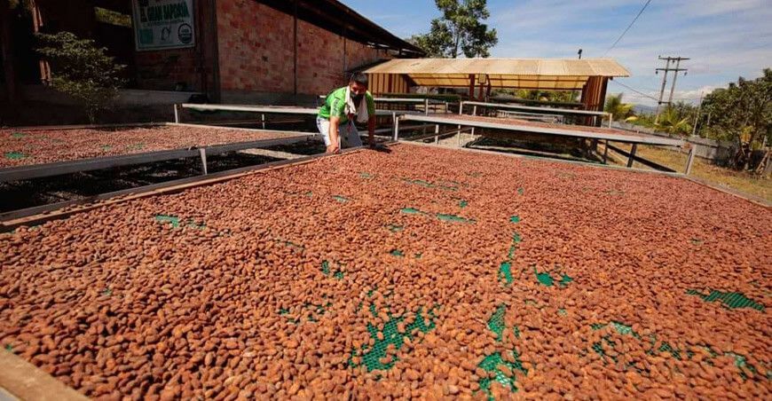 San Martín aumentó sus exportaciones de cacao