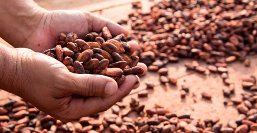 Exportaciones de cacao sumaron US$ 57 millones en el primer semestre