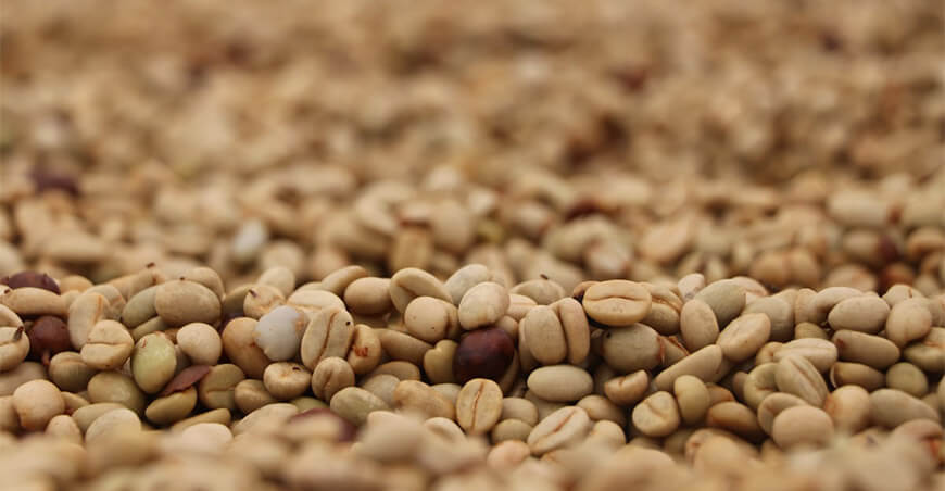 exportaciones de café verde Perú