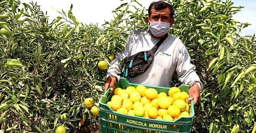 exportaciones de cultivo cítricos peruanos