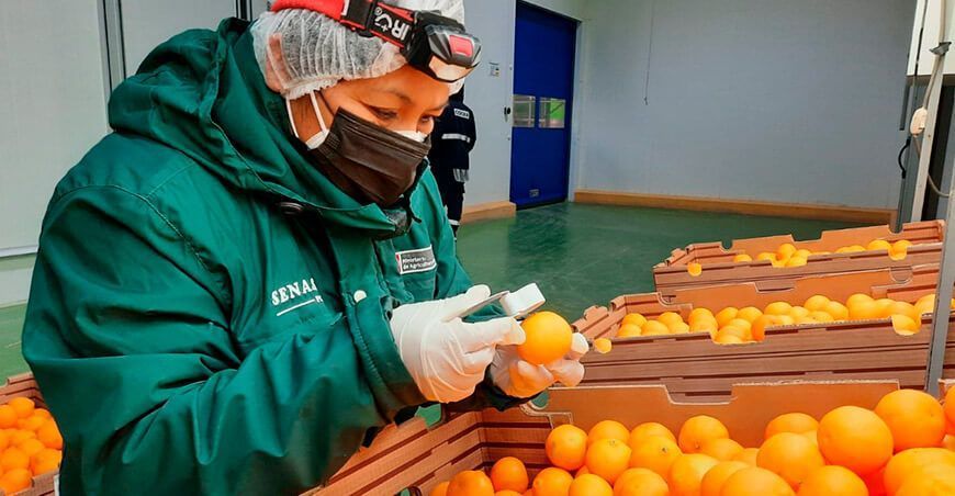 Perú se alista para exportar cítricos