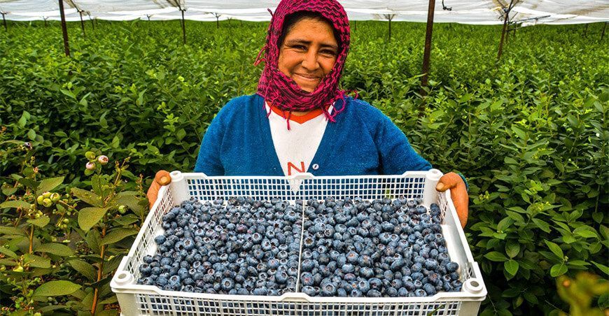 Exportación de arándanos Perú