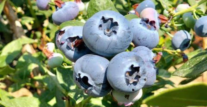 exportaciones de arándanos Perú
