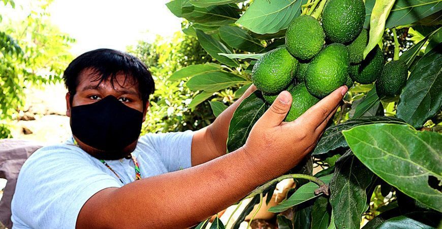 exportaciones de cultivo de palta peruana