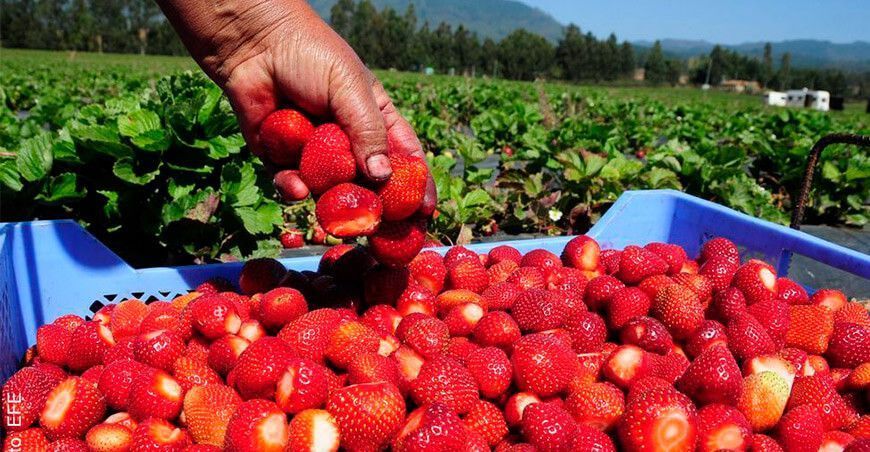 exportaciones de fresa Perú