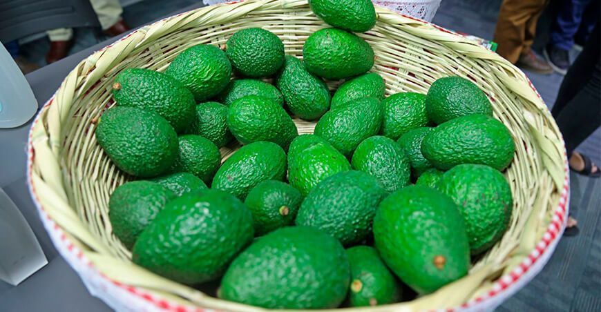 Exportaciones de palta peruana